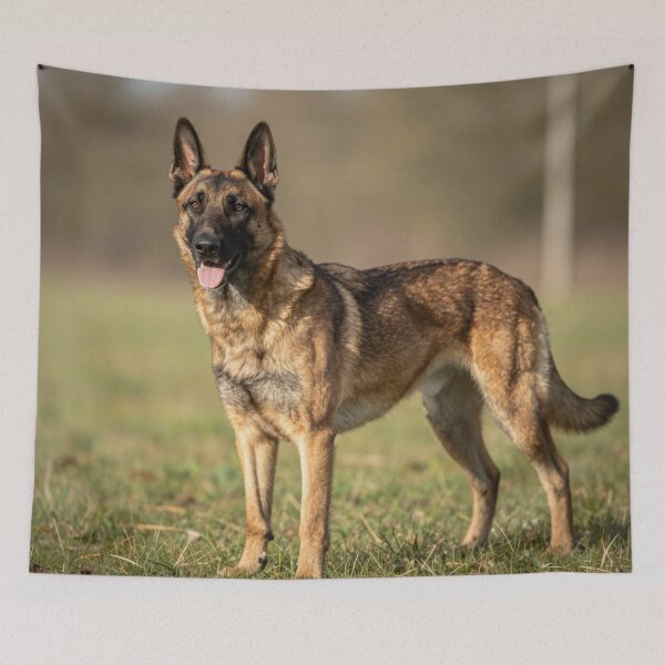 Item preview, Malinois designed and sold by LilithsDesires.