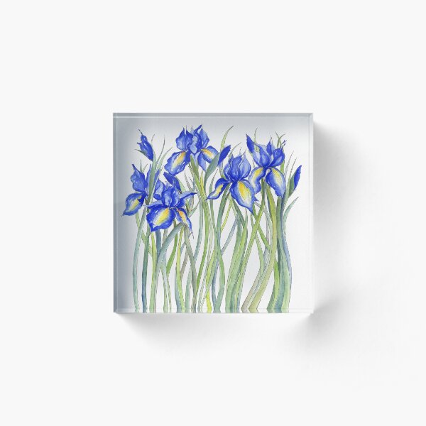 Blue Iris, Illustration Acrylic Block