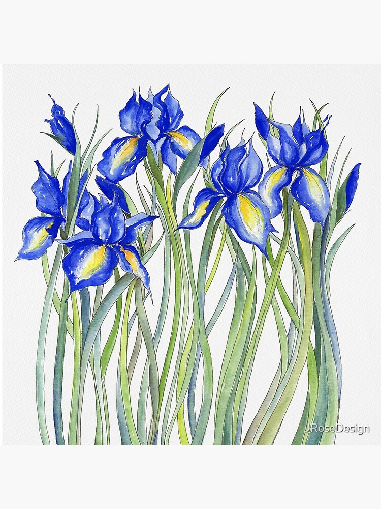 Blue Iris, Illustration by JRoseDesign