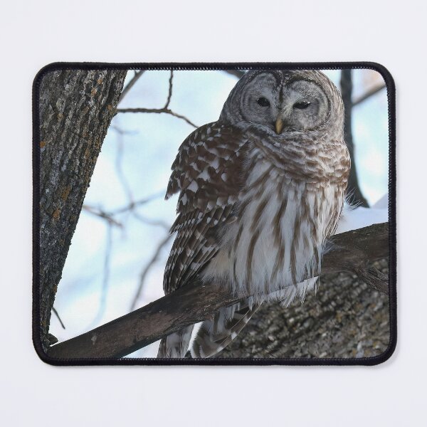 Item preview, Barred Owl  designed and sold by locustgirl.