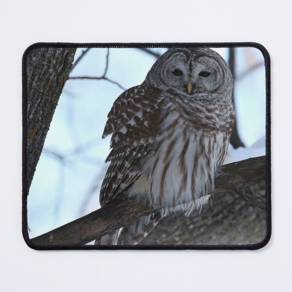 Item preview, Barred Owl Winter Forest designed and sold by locustgirl.