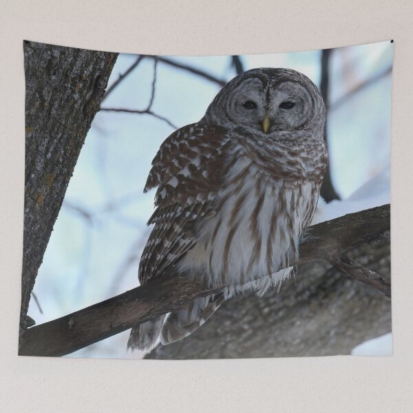 Item preview, Barred Owl Winter Forest designed and sold by locustgirl.