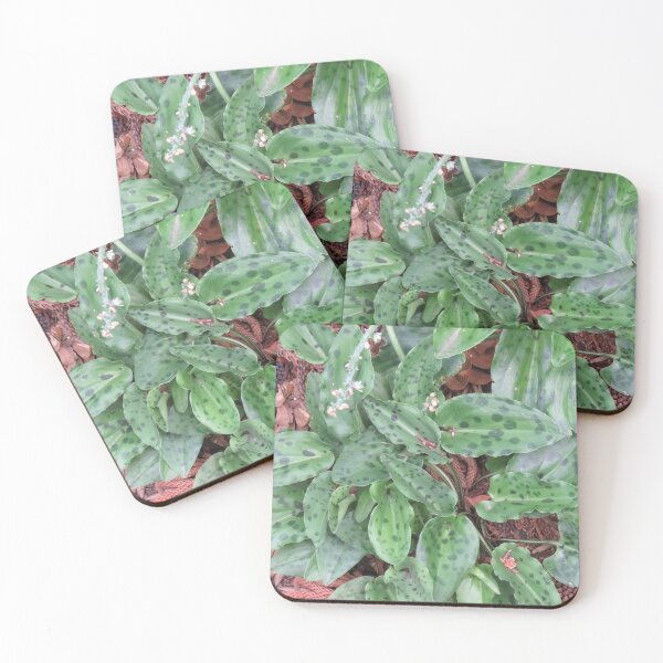 Item preview, Drimiopsis maculata foliage designed and sold by greentiger1.