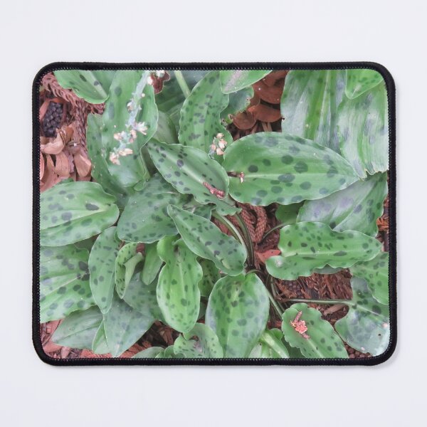 Item preview, Drimiopsis maculata foliage designed and sold by greentiger1.