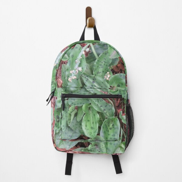 Item preview, Drimiopsis maculata foliage designed and sold by greentiger1.