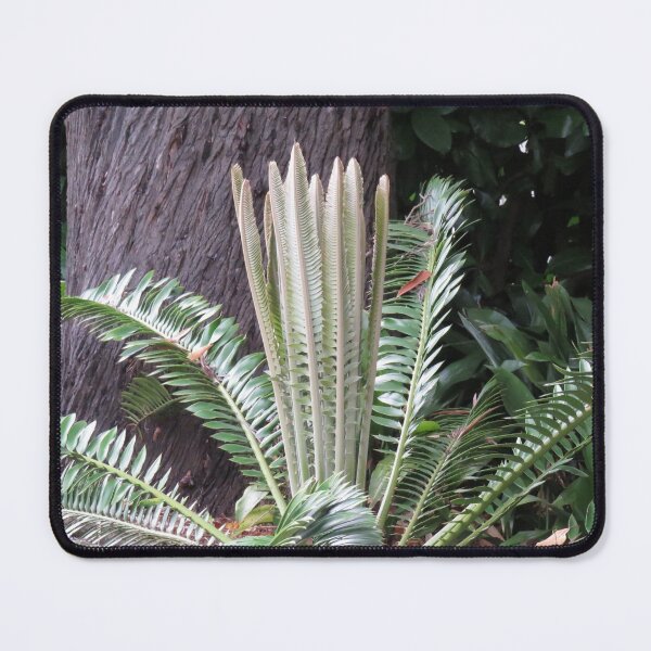Item preview, Young cycad leaves designed and sold by greentiger1.