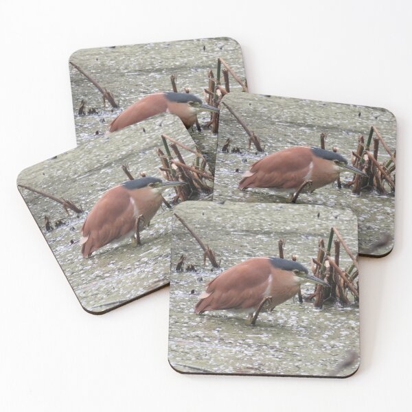 Item preview, Nankeen night heron in a pond designed and sold by greentiger1.