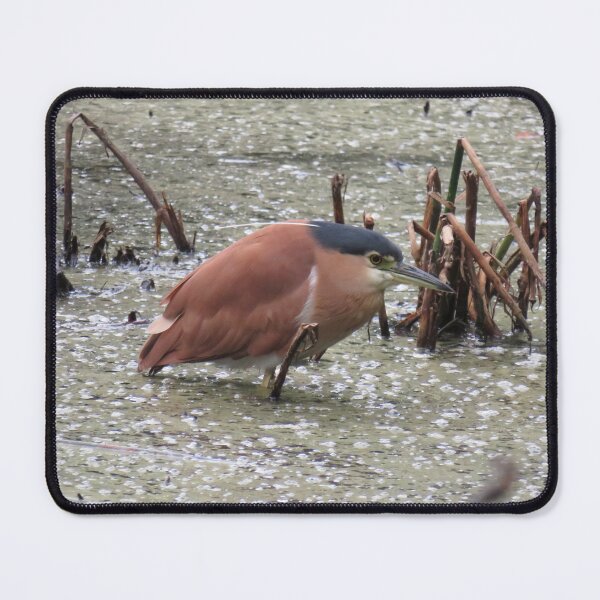 Item preview, Nankeen night heron in a pond designed and sold by greentiger1.