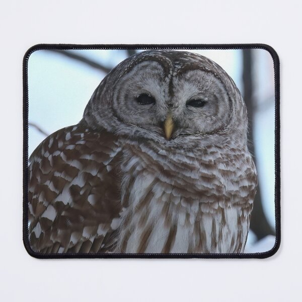 Item preview, Barred Owl in Canadian Winter Forest designed and sold by locustgirl.