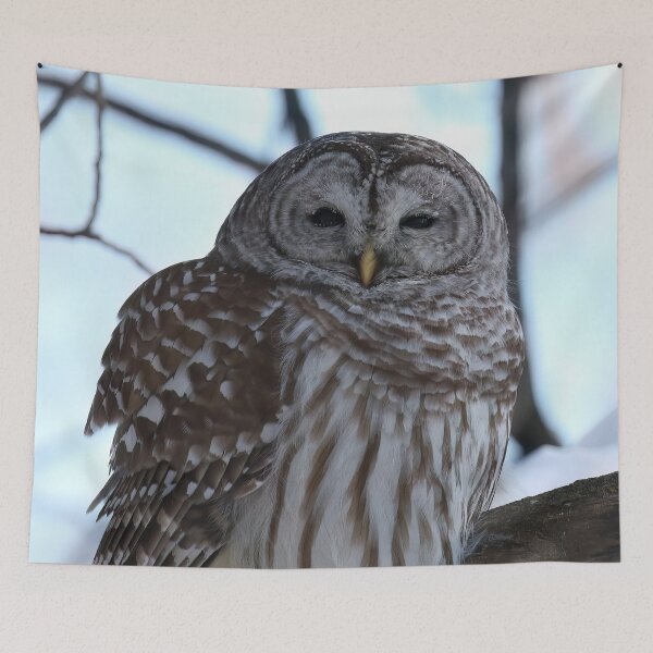 Item preview, Barred Owl in Canadian Winter Forest designed and sold by locustgirl.