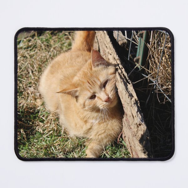 Item preview, Orange Cat in the sun designed and sold by McFleur's Lens.