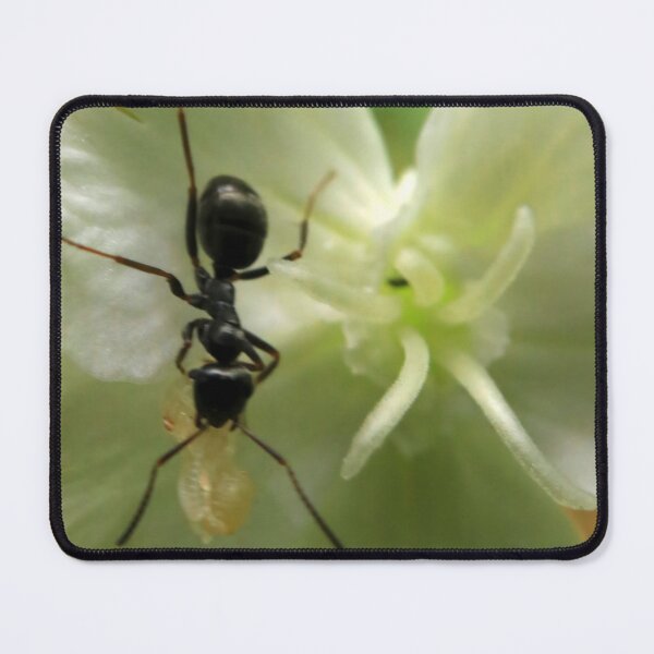 Item preview, Tiny Ant on White Flower Macro designed and sold by vikko-art.