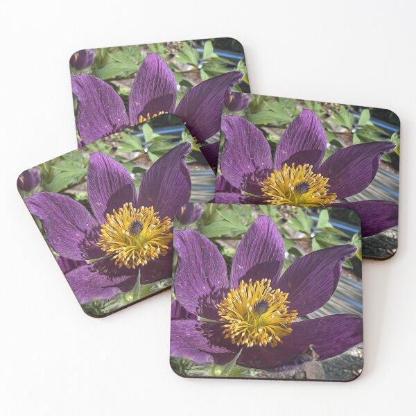 Item preview, Prairie Crocus designed and sold by PementPhotoArt.