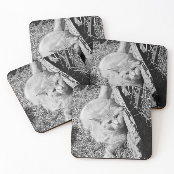 Item preview, B&W version of Orange Cat in the sun  designed and sold by McFleur's Lens.