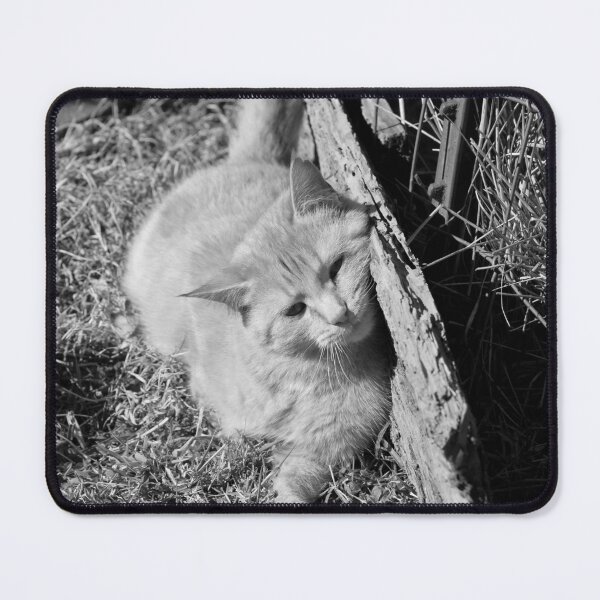 Item preview, B&W version of Orange Cat in the sun designed and sold by McFleur's Lens.