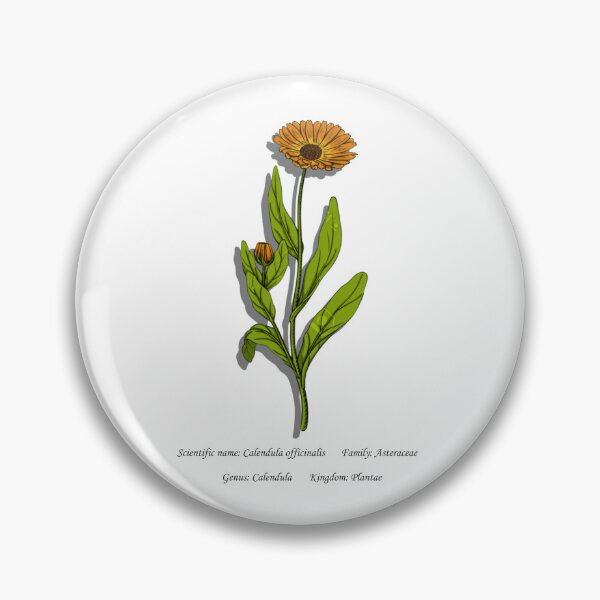 Item preview, Botanical Illustration of Calendula Officinalis designed and sold by Flores1965.