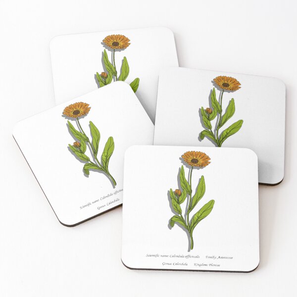Item preview, Botanical Illustration of Calendula Officinalis designed and sold by Flores1965.