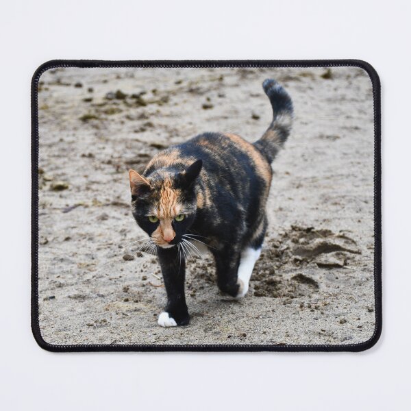 Item preview, Tortoiseshell Calico Farm Cat Photograph designed and sold by DoodleBeasts.