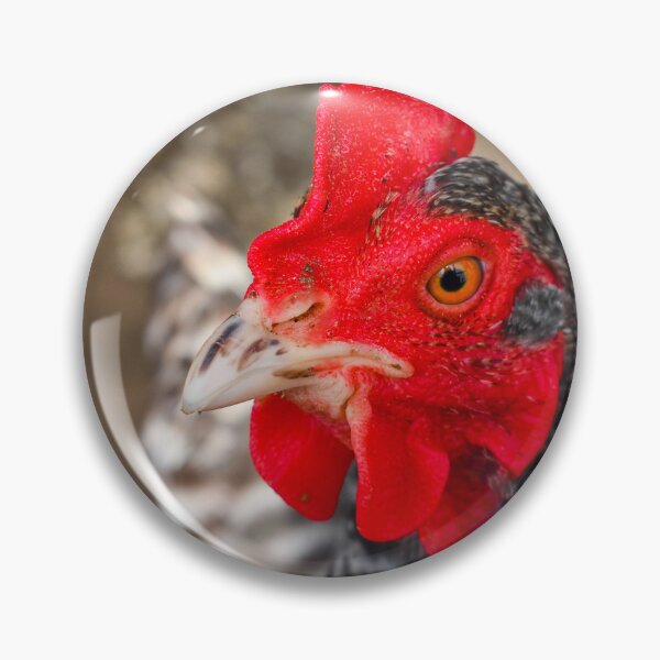 Item preview, Vibrant Chicken Hen Closeup Photograph designed and sold by DoodleBeasts.