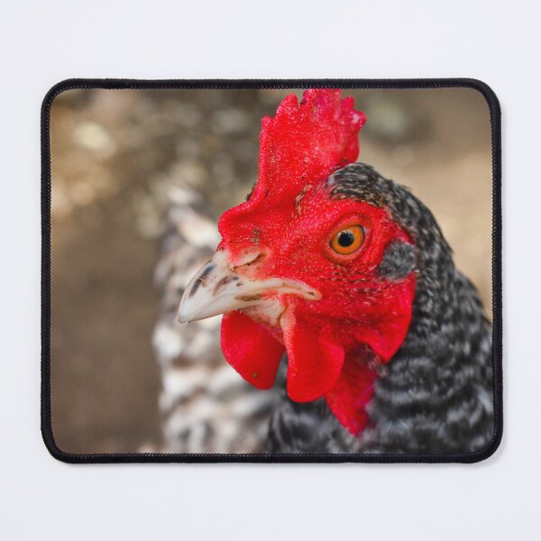 Item preview, Vibrant Chicken Hen Closeup Photograph designed and sold by DoodleBeasts.