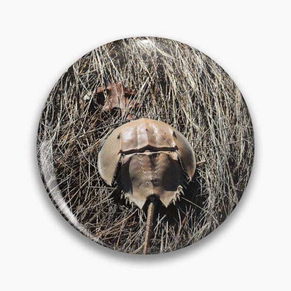 Item preview, Horseshoe Crab in Marsh Grass Photograph designed and sold by DoodleBeasts.