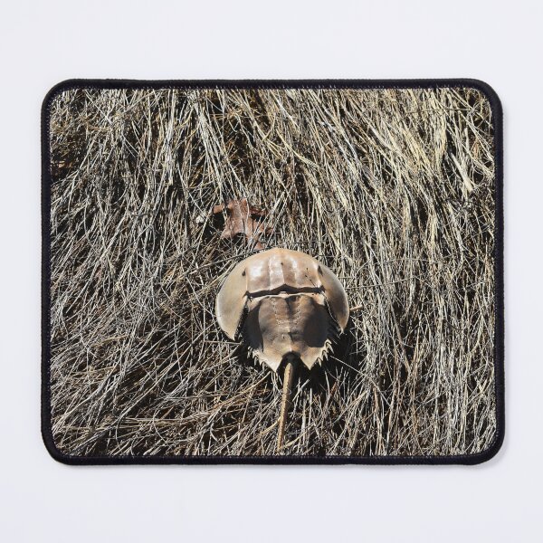 Item preview, Horseshoe Crab in Marsh Grass Photograph designed and sold by DoodleBeasts.