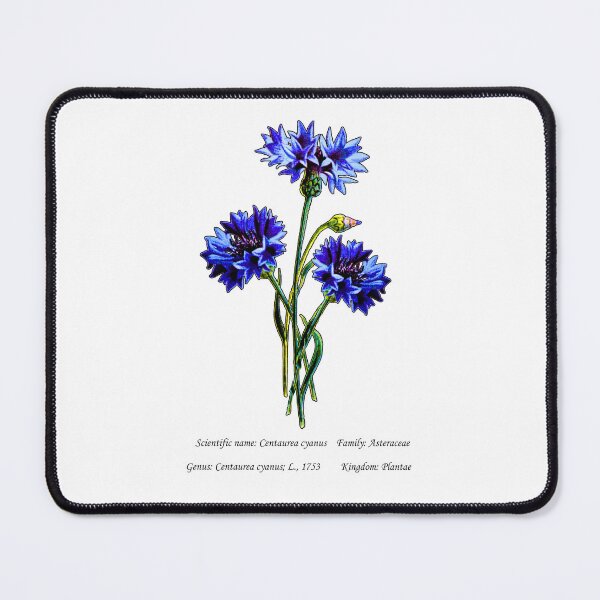 Item preview, Botanical Illustration of Blue Cornflower designed and sold by Flores1965.