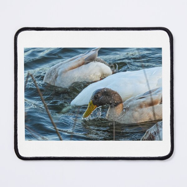 Item preview, Watered down duck designed and sold by DynamicPhototx.