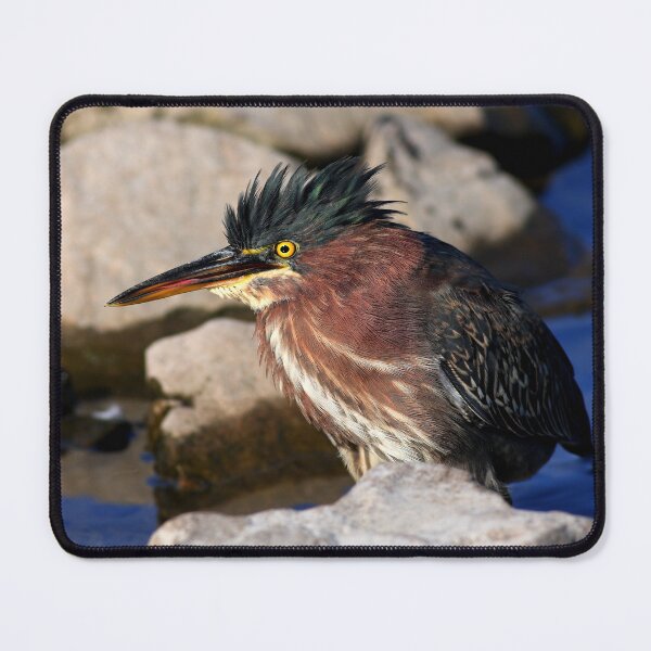 Item preview, Green heron designed and sold by James Cumming.