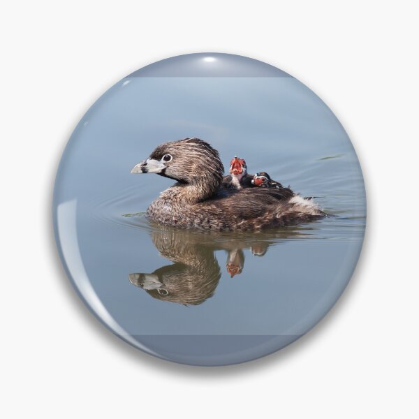 Item preview, "Mom!...Timmy won't move over!" Pied-billed grebes designed and sold by James Cumming.