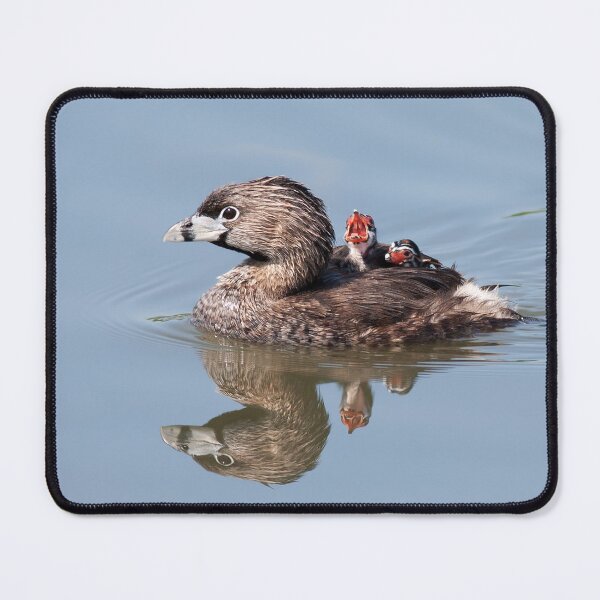 Item preview, "Mom!...Timmy won't move over!" Pied-billed grebes designed and sold by James Cumming.
