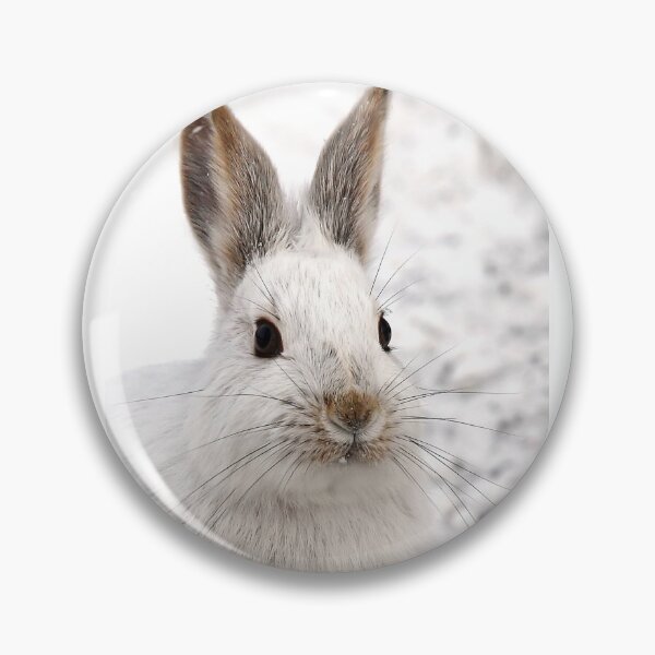 Item preview, Snowshoe Hare closeup designed and sold by James Cumming.