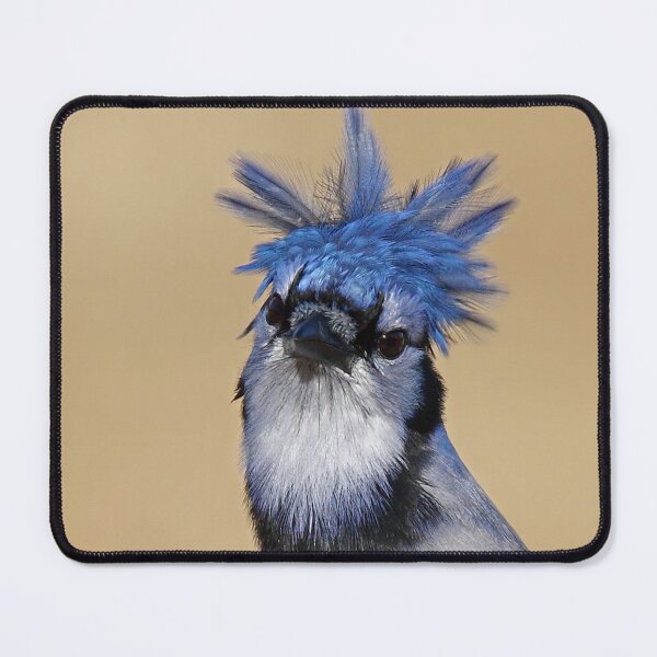 Item preview, Is that you Don King? - Blue Jay designed and sold by James Cumming.