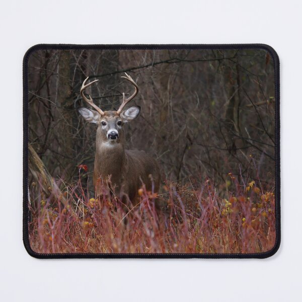 Item preview, On Alert - White-tailed Buck designed and sold by James Cumming.