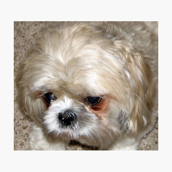 My Sweet Sadie Photographic Print