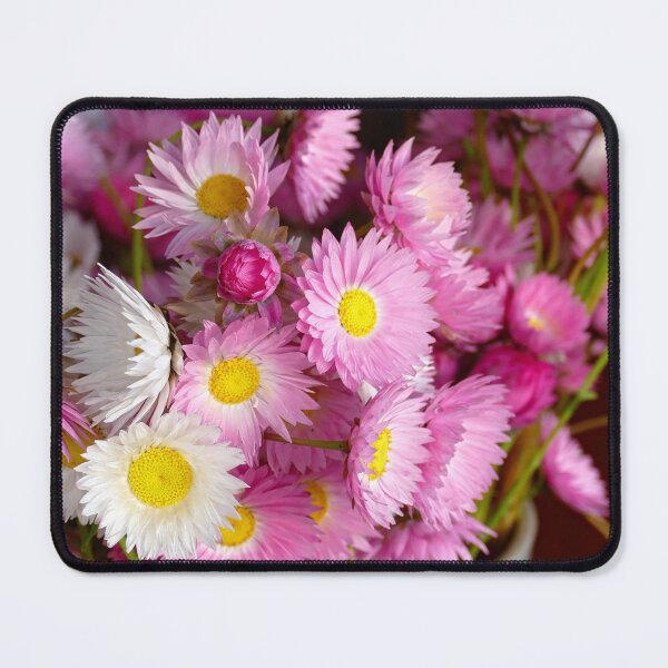 Item preview, Bouquet of pink and white everlasting flowers in a vase against dark background designed and sold by jaynerushton.
