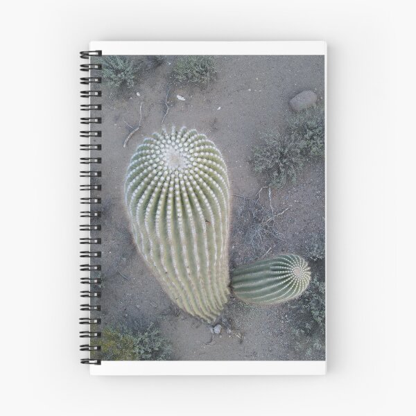 Aperçu de l'œuvre Vue aérienne d'un cactus saguaro | Photographie de nature désertique créée et vendue par Tempraneo Photo.