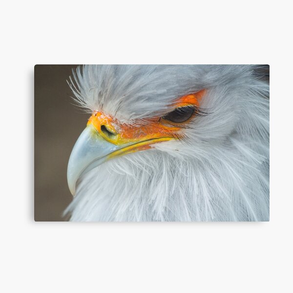 Feathers and eyelashes Canvas Print