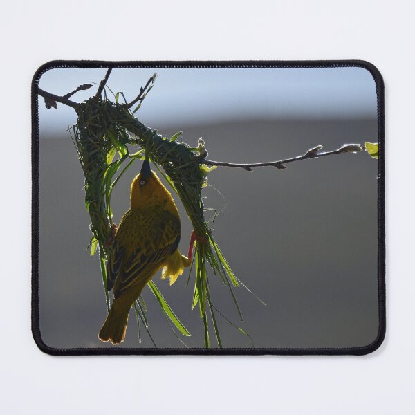 Item preview, New Home. Are you building or renovating? Weaver bird working on his nest - Barrydale, South Africa designed and sold by Pete Klimek.