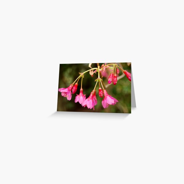 Promise of spring Greeting Card
