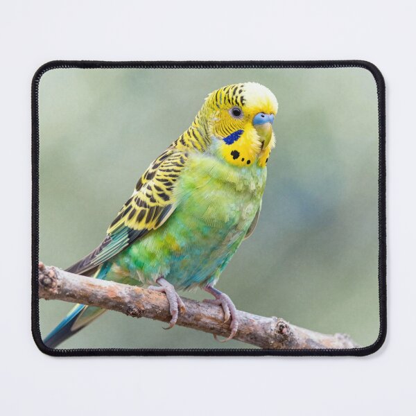 Item preview, Budgerigar designed and sold by LilithsDesires.