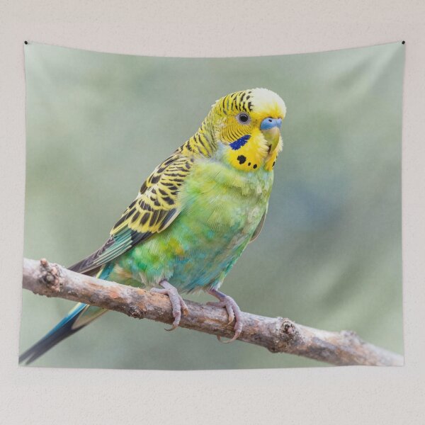 Item preview, Budgerigar designed and sold by LilithsDesires.