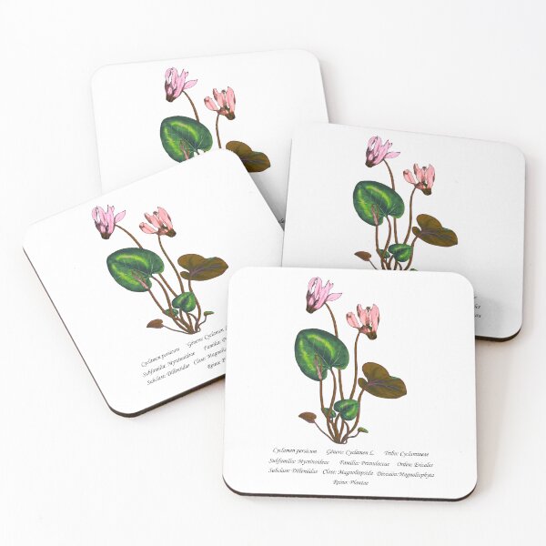 Item preview, Cyclamen Persicum designed and sold by Flores1965.