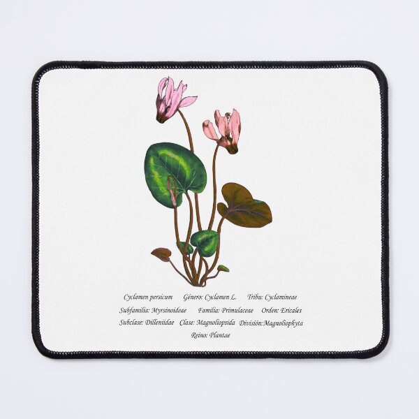 Item preview, Cyclamen Persicum designed and sold by Flores1965.
