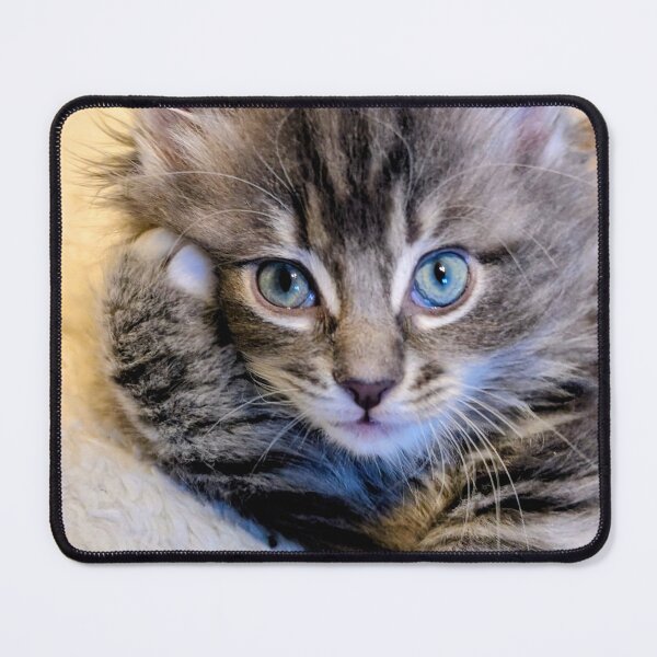 Item preview, Maine coon kitten designed and sold by Fluffycat2020.
