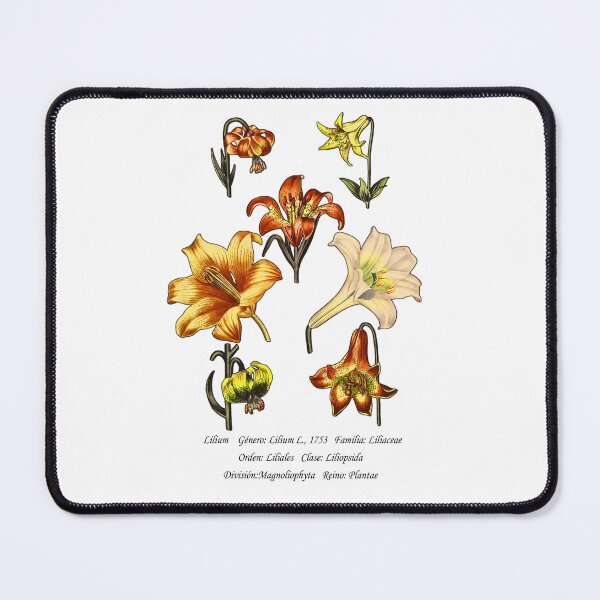Item preview, Lily Flower designed and sold by Flores1965.