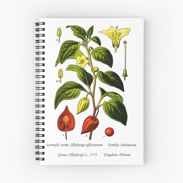 Item preview, Botanical Illustration of Chinese Lantern Plant designed and sold by Flores1965.