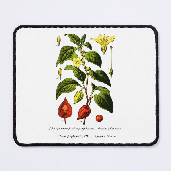 Item preview, Botanical Illustration of Chinese Lantern Plant designed and sold by Flores1965.