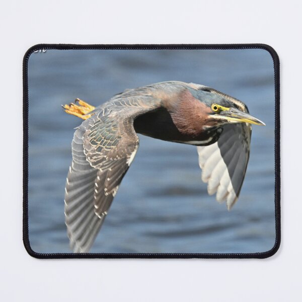 Item preview, Green Heron designed and sold by Glennphotos.