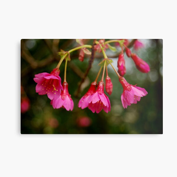 Promise of Spring II Metal Print